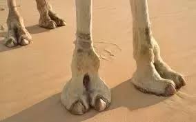 Do you cook your own dinner every day? Why Is Camel Meat Forbidden For Jews But Not For Muslims Quora