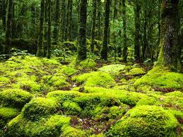 We did not find results for: Yakushima Checking Out The Island That Inspired Princess Mononoke Soranews24 Japan News