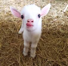 Goats love to play, and you can easily build them a custom goat playground with things you find lying around your homestead! 25 Baby Goats That Are Sweeter Than Baby Yoda