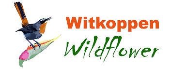 Image result for x Ruttyruspolia 'Phyllis van Heerden'