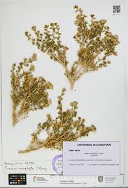 Image result for Oreophyton