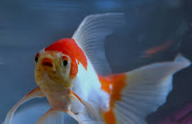 Cara membedakan pleci jantan dan betina. Cara Mudah Dan Benar Membedakan Ikan Komet Betina Dan Jantan Superperikanan