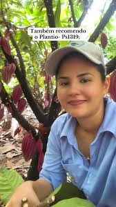 Lavoura De Cacau Clonal Em Rondônia