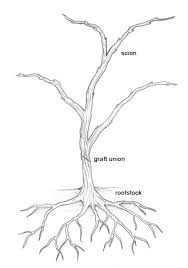 Image result for graft grape vines