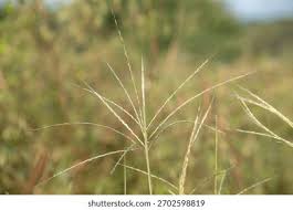 Image result for Digitaria calcarata