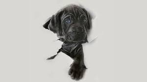 Start by drawing three rough circles on your page. How To Draw A Dog Easy Draw An Art