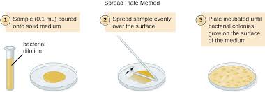 How Microbes Grow Microbiology