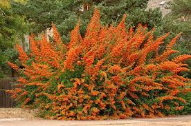 Image result for Pyracantha