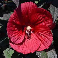 Image result for Hibiscus mechowii