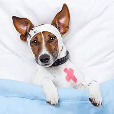 I had the difficult decision of having my long time friend and pet,…. All Pets Clinic Lakewood Ranch Veterinarian In Sarasota Fl