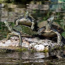 Myth Turtles Spread Invasive Texas Parks And Wildlife Facebook