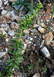 Image result for Clutia hirsuta