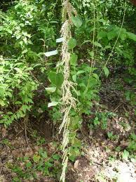 Image result for Dioscorea hirtiflora