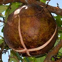 Image result for Xylocarpus