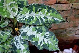 Aglaonema Pictum Tricolor Plant Ultra Rare Terrarium Aroid Tropical Plant Kebun Bunga Seni