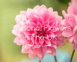 We did not find results for: British Seasonal Flowers Flower Press