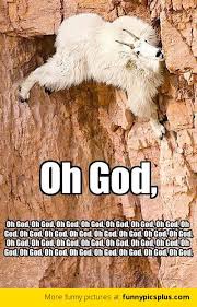 Goat Funny Pictures