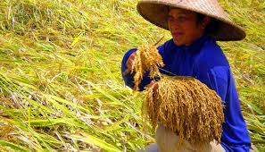 Tak hanya sebagai negara maritim, indonesia juga dikenal sebagai negara agraris karena sebagian besar penduduk indonesia memiliki mata pencaharian sebagai petani atau bercocok tanam. Posisi Dan Peran Organisasi Petani Dalam Pencapaian Kedaulatan Pangan Dan Perlindungan Lahan Pertanian Serikat Petani Indonesia