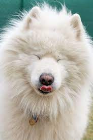 difference between samoyed and pomeranian russian dog breeds dog breeds pictures samoyed