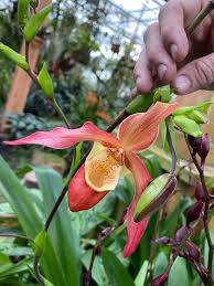 Upon visiting the atlanta botanical gardens, i expected the normal features: Atlanta Botanical Garden Orchids
