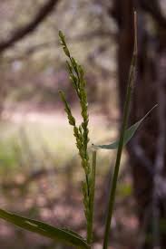 Image result for Urochloa leersioides