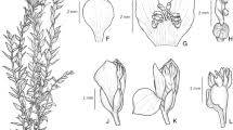 Image result for Polygala dewevrei
