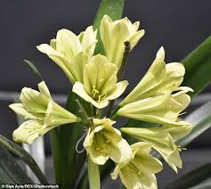 When sending flowers to gemini, go for bold colors and unusual shapes to appeal their expressive and creative nature, we recommend exotic bouquets with tropical flowers. Flowers Of The Zodiac And Their Symbolic Meanings Daily Mail Online