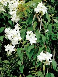 Image result for dipladenie suaveolens obrázek