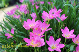 Bunga ini berkembang biak dengan umbi dan tergolong dalam keluarga amaryllidaceae. Rumah Bunga Neisha Rumah Bunga Neisha Rain Lily Saat Mekar Bakal Menggoda Mata