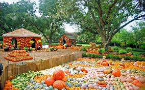  art activity pumpkin & pumpkin pie. Autumn At The Arboretum Dallas Arboretum And Botanical Garden