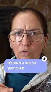 Replying to @mollyevans55 How to feed a Welsh section D horse #feeding...