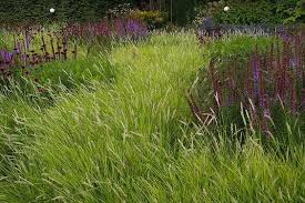 Das Frische Grun Des Herbst Kopfgrases Http Galasearch De Plants 14112 Sesleria Autumnalis Ist V A Als Grossflachige Matr Wiesengarten Ziergras Bepflanzung