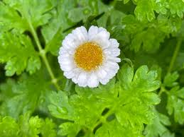 Image result for Feverfew