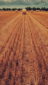 We've gathered more than 5 million images uploaded by our users and sorted them by the most popular ones. Iphone Xr Agriculture Wallpapers Wallpaper Cave