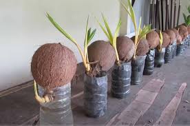 Satu butir kelapa tua biasanya menghasilkan 1 tunas. Pupuk Bonsai Kelapa Media Air Dan Cara Penggunaanya Bonsaiku Com