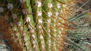 I hope you'll find informative things here about succulents :) happy how to do it? A Subtle Pain How To Extract A Spine Tip