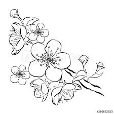 Blooming Cherry Sakura Branch With Flower Buds Black And White Drawing Of A Blossom Blossom Tree Tattoo Cherry Blossom Drawing Japanese Tattoo Cherry Blossom