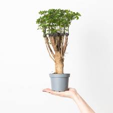 Image result for Polyscias