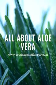 All About Aloe Vera Beauty Hacks I Started Using This Amazing Herb Many Years Ago Many Years Ago Aloe Vera Leaf Aloe Vera Gel Benefits Aloe Vera Benefits