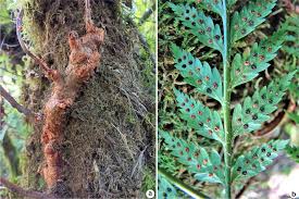 Image result for Rumohra