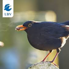 Bild 2 7 Von Der Auswahl Der Eingeschickten Bilder Unseres Fotowettbewerbs Aus Der Letzten Woche Der Atem Der Amsel Laut Instagram Feed Instagram Animals