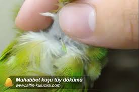 muhabbet kusu tuy dokumu beslenme kosullari altin kulucka