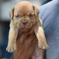French Mastiff Puppies For Sale In 2020 Mastiff Puppies French Mastiff Puppies Mastiff Puppies For Sale