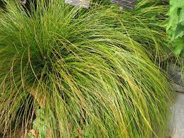 Carex Testacea Prairie Fire New Zealand Sedge Prairie Fire Architectural Plants Ornamental Grasses