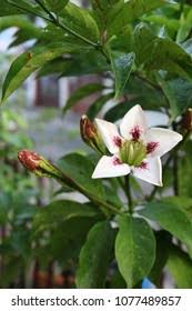 Image result for Rothmannia longiflora
