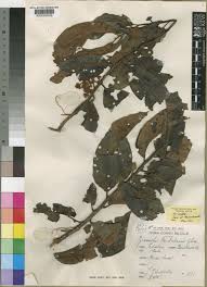 Image result for Pycnanthus