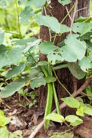 Image result for Canavalia ensiformis