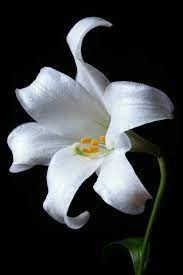 Pin On Flores Flowers
