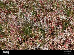 Image result for Sarcocornia