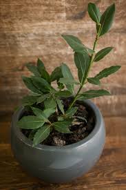 We did not find results for: Growing A Bay Tree From Cuttings Learn How To Propagate Bay Cuttings